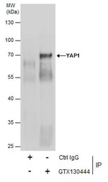 YAP1 antibody