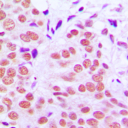 c-Jun (phospho Thr91) antibody