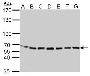 STIP1 antibody