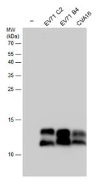 Enterovirus 71 3AB antibody