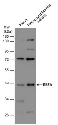 RBFA antibody