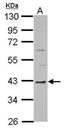 TMEM59L antibody