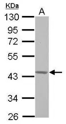 G protein alpha 16 antibody