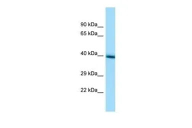 TMEM30A antibody, Internal