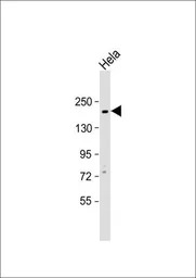 c-Kit antibody, N-term