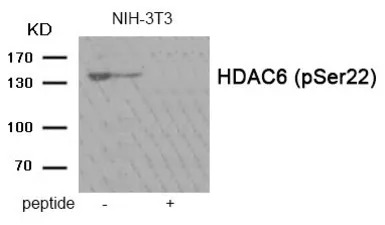 HDAC6 (phospho Ser22) antibody