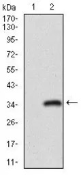 CD24 antibody [4F4E10]