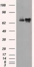 Hsp70 antibody [5F3]