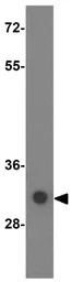 SGK493 antibody