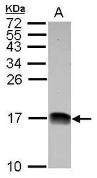 NDUFB4 antibody