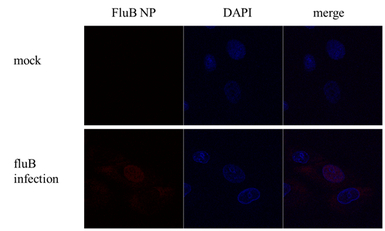 Influenza B virus Nucleoprotei