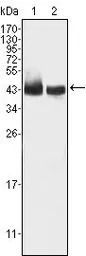 KLF15 antibody [2G8]