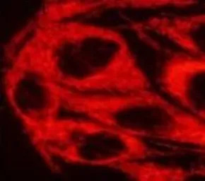 TRAP1 antibody [TRAP1-6]