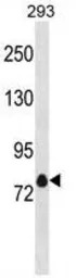 Kv1.4 antibody