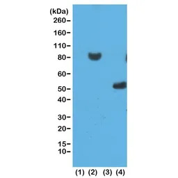 6X His tag antibody [RM146]