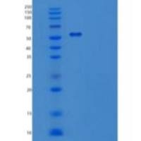 人分泌粒蛋白-3重组蛋白