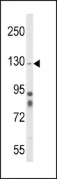 Integrin alpha 1 antibody, Int