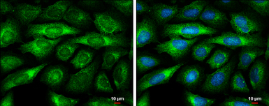 BMP8A antibody [C3], C-term