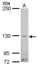 MYT1 antibody