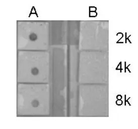 Histone H4K5K8K12K16ac (acetyl