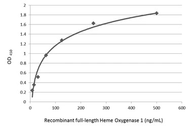 Heme Oxygenase 1 antibody