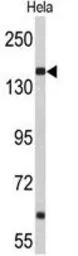 Nup153 antibody, N-term