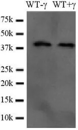 Casp3b antibody