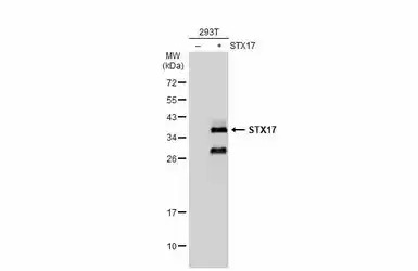 STX17 antibody