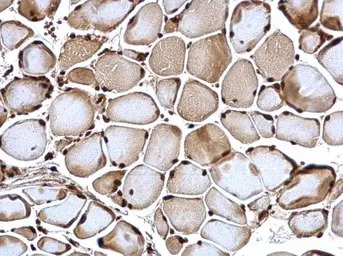 POLR2C antibody [N1C3-2]