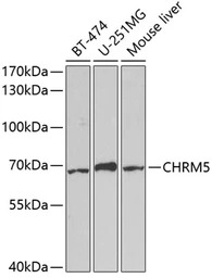 mAChR M5 antibody