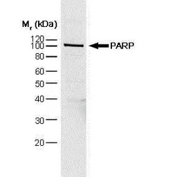 PARP antibody [A6.4.12]