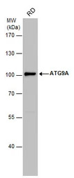ATG9A antibody