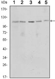 SIRT1 antibody [1F3]