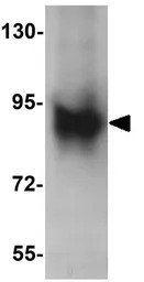 Axin 2 antibody