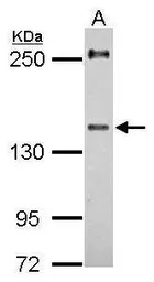 URB2 antibody [C2C3], C-term