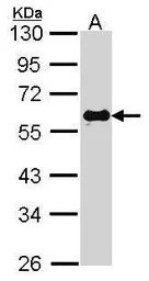 SMAD2 antibody