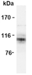 APP antibody [3E9]