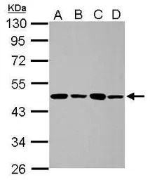 PPME1 antibody