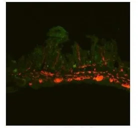 Gli2 antibody, Internal