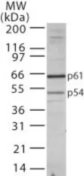 TBLR1 antibody