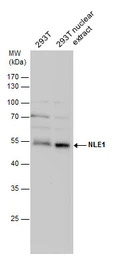 NLE1 antibody