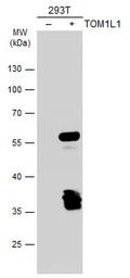 TOM1L1 antibody [C3], C-term
