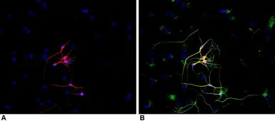 beta Tubulin 3/ Tuj1 antibody 