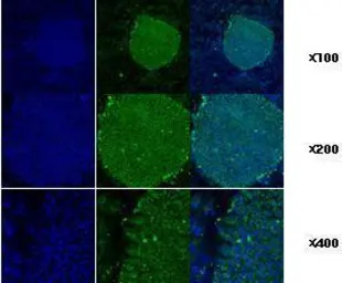GRP94 antibody [2H3]