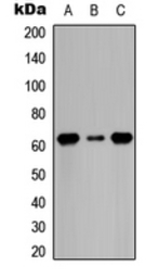 CDC6 (phospho Ser54) antibody