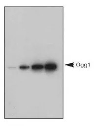 Ogg1 antibody