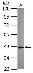 MAB21L1 antibody