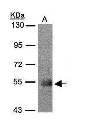 PACSIN1 antibody