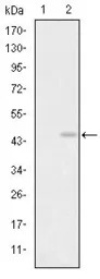 GluR3 antibody [1D2]