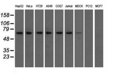 IGF2BP2 antibody [3G7]
